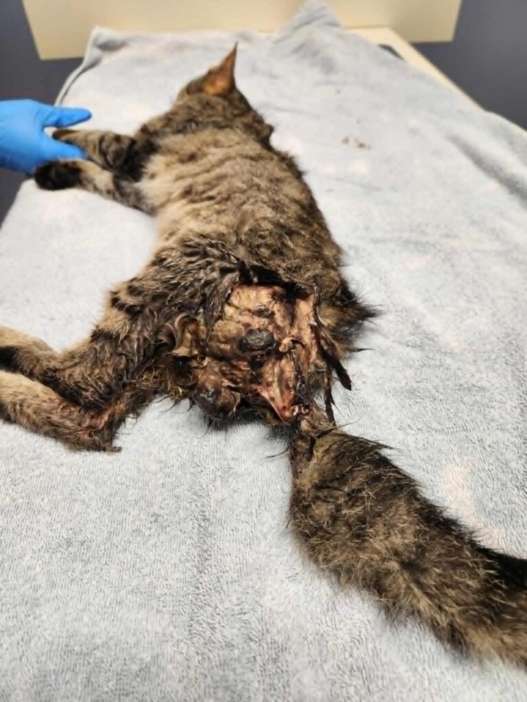 Urgent – conveys the need for immediate police investigation and public awareness.