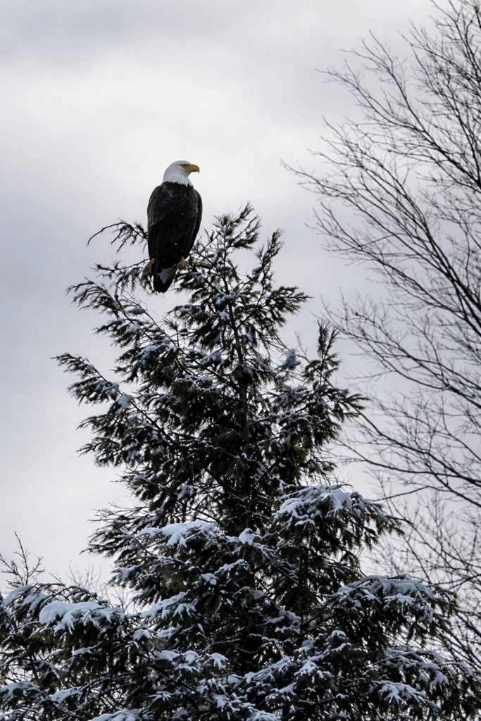 In a season defined by frozen rivers and iron-cold mornings, the presence of bald eagles feels especially fitting—resilient, watchful, and unmistakably American. While most of us are bundling up just to grab the mail, Pride, Glory, and Shadow are out there doing what they do best: riding the winter air and reminding us that strength endures, even in the harshest conditions.