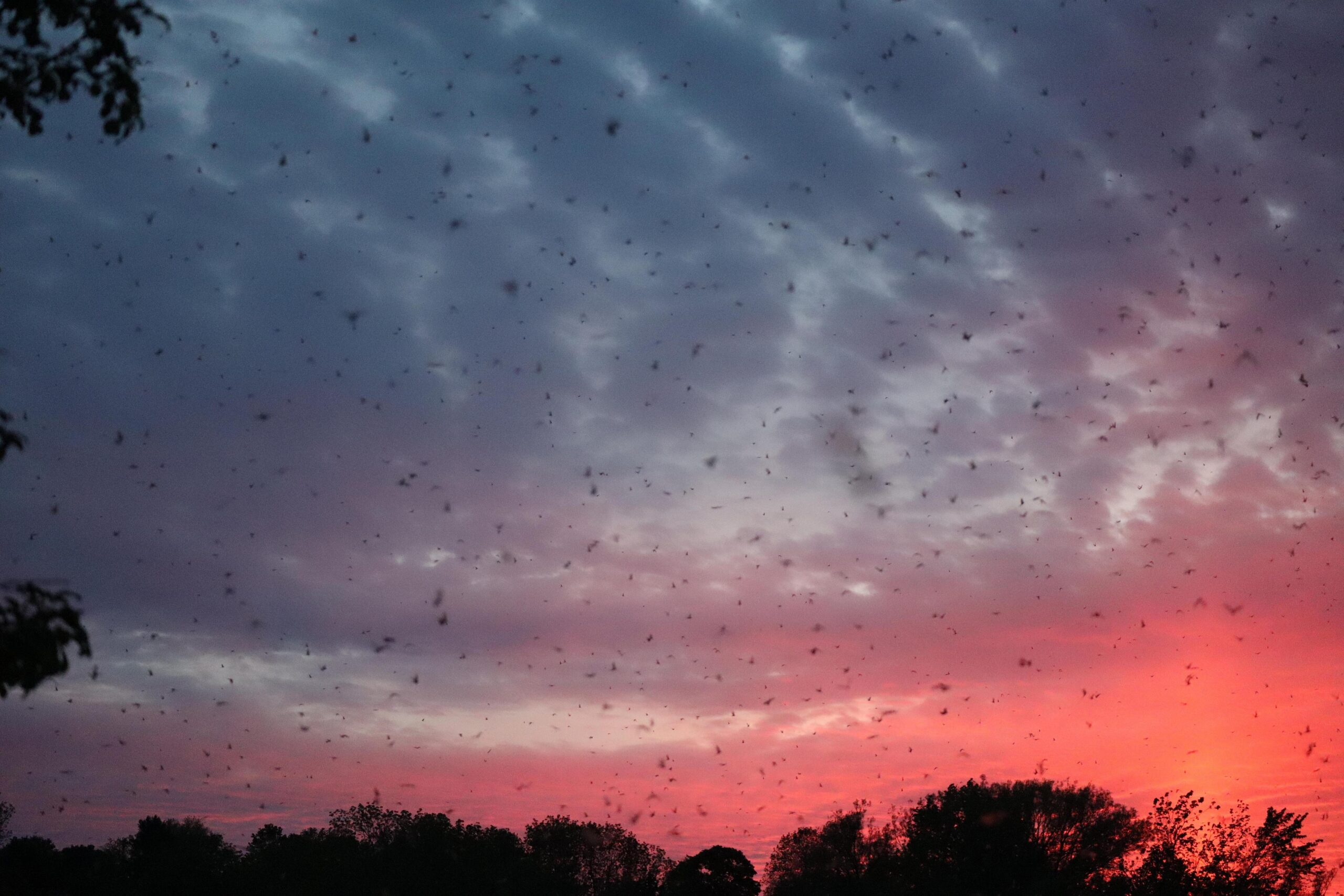 The Bugs Survived the Winter… And Northern New York May Pay For It