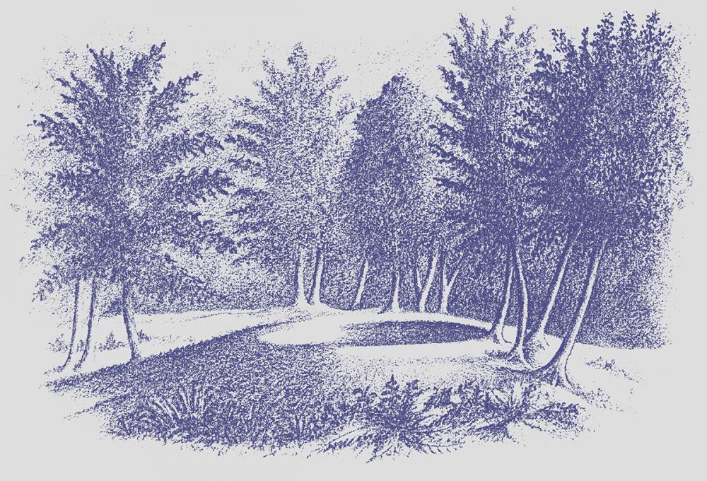 Ancient Rings in the Swamp: Jefferson County’s Forgotten Mystery That Nobody Can Explain
