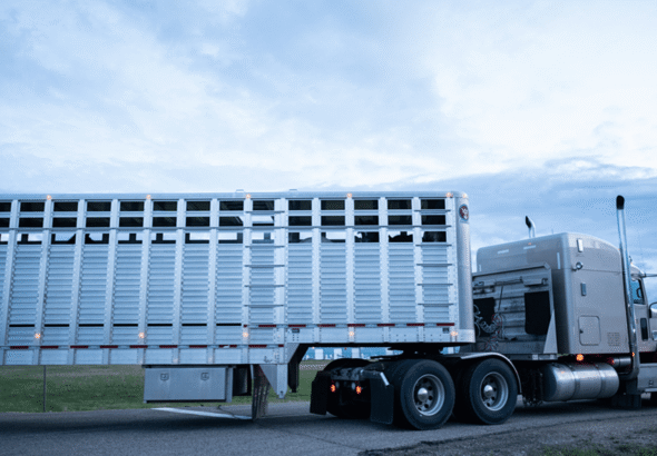 Live-Horse-Export-tuck-airport-credit-we-animals
